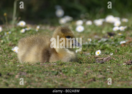 Kanada-Gans gosling Stockfoto