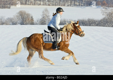 Mädchen im Galopp auf Rückseite ein Haflinger-Pferd im winter Stockfoto