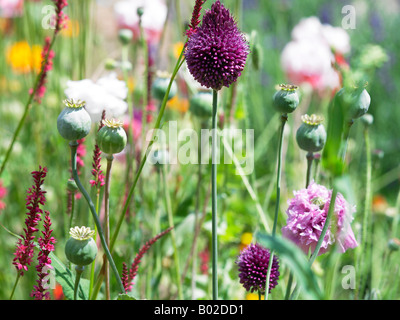 Eine Nahaufnahme von Blumen wachsen in einem Garten Stockfoto
