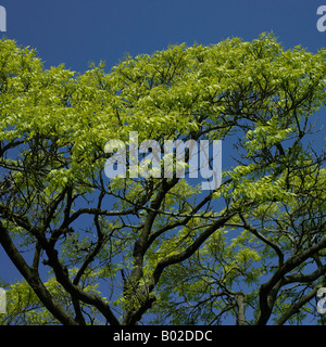 Grüner Baum-Top und blauer Himmel Stockfoto