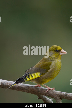 Grünfink Perched auf Zweig - Zuchtjahr chloris Stockfoto