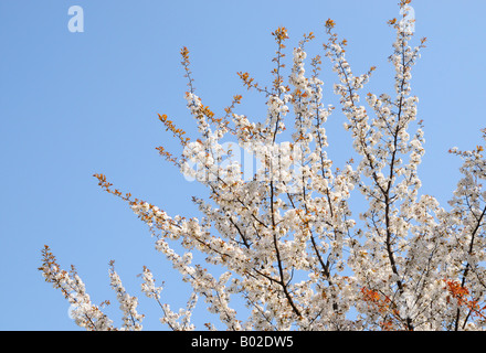 Kirschblüten im Minato Mirai, Yokohama JP Stockfoto