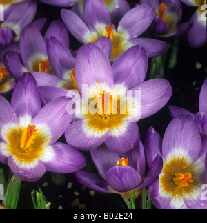 Crocus Sieberi Sublimus f SP. Tricolor dreifarbige Öffnung Serie Nr. 5 Stockfoto