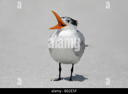 Eine königliche Seeschwalbe Haltungen am Strand mit offenen Schnabel, Fort De Soto, Florida, USA. Stockfoto