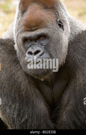 Silverback Gorilla Höhenplan mit Armen nach unten Stockfoto