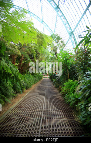 Inneren des Wintergarten, die königlichen Gewächshäuser von Laeken, Brüssel, Belgien - Architekten Alphonse Balat Stockfoto