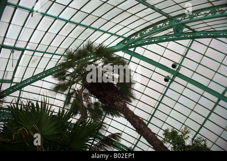 Inneren des Wintergarten, die königlichen Gewächshäuser von Laeken, Brüssel, Belgien - Architekten Alphonse Balat Stockfoto