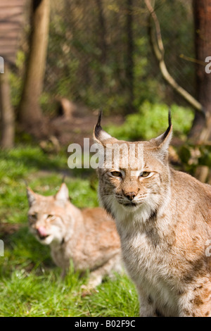 Paar von Lynx (Europäischen) genommen in Wildlife Park Stockfoto