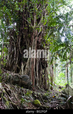 Banyan-Baum auf den Seychellen Stockfoto