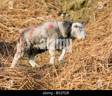 Herdwick Schafe an den Hängen des Blencathra im englischen Lake District in Cumbria, England Stockfoto