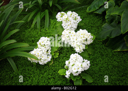 weiße Blüten in Les Serres Royales de Laeken, Chateau de Laeken, Avenue du Parc Royal, Laeken, Brüssel, Belgien Stockfoto