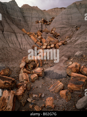 Gefallene Pertrified meldet sich im Petrified Forest National Monument Arizona USA. Stockfoto