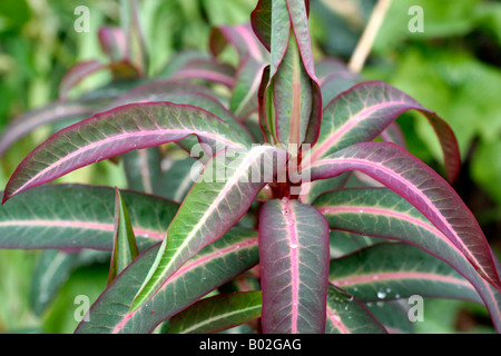 EUPHORBIA EXCALIBUR AGM SYN FROEUP Stockfoto