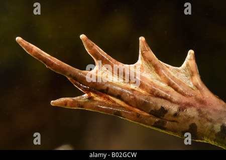 Perezs Frosch Rana Perezi Hinterfuß Stockfoto