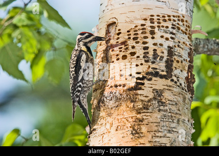 Südgrenze im Sphyrapicus varius Stockfoto