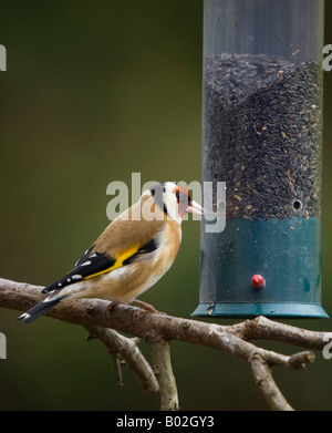 Fütterung auf Niger Samen Feeder - Zuchtjahr Zuchtjahr Stieglitz Stockfoto