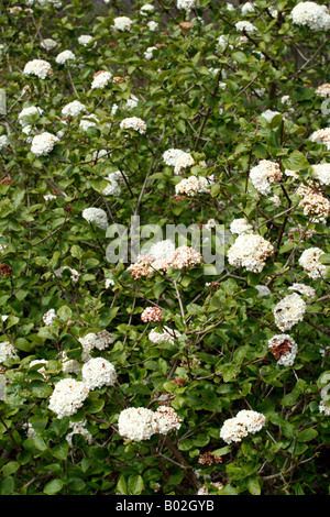 VIBURNUM X CARLCEPHALUM AGM Stockfoto
