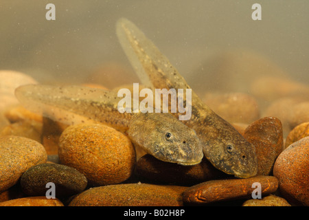 Gemeinsamen Hebamme Kröte Alytes Obstetricans Kaulquappen Stockfoto