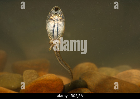 Gemeinsamen Hebamme-Kröte (Alytes Obstetricans), Schwimmen Kaulquappe, Bauch Stockfoto