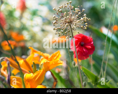 Eine Nahaufnahme von Blumen wachsen in einem Garten Stockfoto