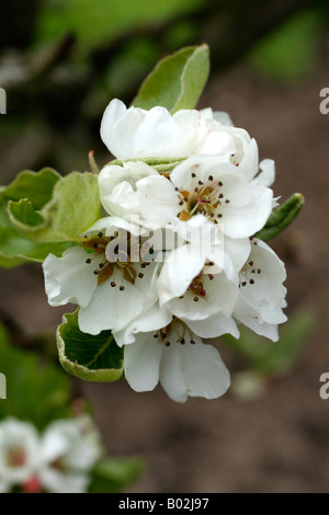 PYRUS COMMUNIS BETH AGM PEAR BLOSSOM Stockfoto
