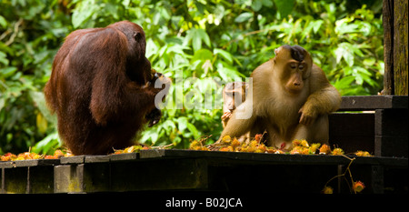 Sabah Malaysia Borneo Sepilok Orang Utans auf der Fütterung Plattform Sepilok Orang Utan Rehabilitation Centre Stockfoto