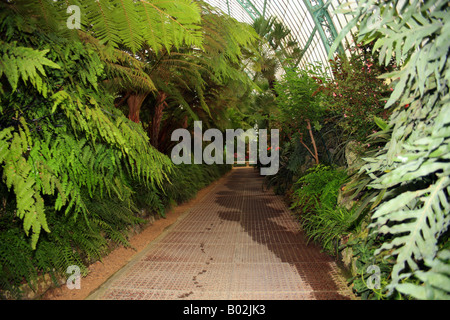 Inneren des Wintergarten, die königlichen Gewächshäuser von Laeken, Brüssel, Belgien - Architekten Alphonse Balat Stockfoto