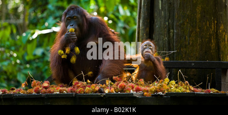 Sabah Malaysia Borneo Sepilok Orang Utans auf der Fütterung Plattform Sepilok Orang Utan Rehabilitation Centre Stockfoto