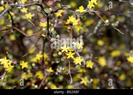 COROKIA ZWERGMISPEL OHAU GELB Stockfoto