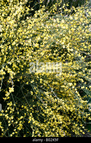 CYTISUS PRAECOX WARMINSTER AGM Stockfoto