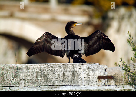 Kormoran Phalacrocorax Carbo auf einer Brücke in Rom Italien Stockfoto