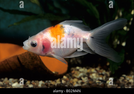 Goldfisch (Carassius Auratus), Süßwasser-aquarium Stockfoto
