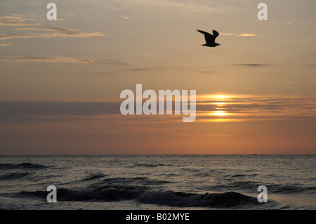 Eine Möwe fliegt vorbei an einen Sonnenaufgang am Strand in South Carolina USA Jagd Insel. Stockfoto