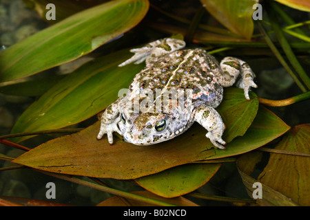 Natterjack Kröte (Bufo Calamita) im flachen Wasser Stockfoto