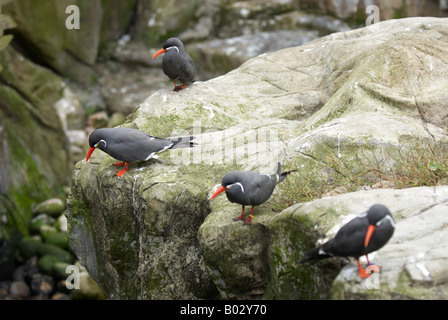 Inka-Seeschwalben (Larosterna Inca) - ursprünglich aus Chile und Peru - zu Hause auf Felsen und Klippen Stockfoto