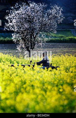 Einen Mandelbaum in Blüte mit Blick auf ein Bauer auf seinem Traktor, gelbe blühende Pflanzen aus seinem Land in Zypern clearing ist. Stockfoto