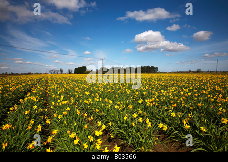 Bereich der Frühling Narzissen an der Grenze von Lincolnshire & Norfolk Stockfoto