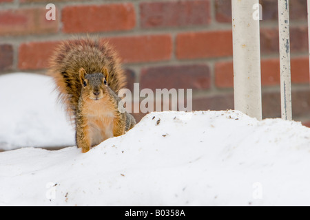 Ein Fuchs, Eichhörnchen im Schnee in Lincoln, Nebraska, USA. Stockfoto