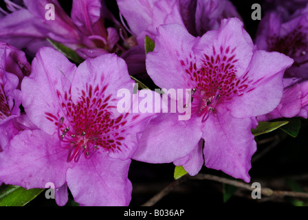 Nahaufnahme von Azalea Blumen in voller Blüte Stockfoto