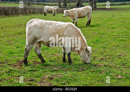 Junge Kühe in einem Feld Stockfoto