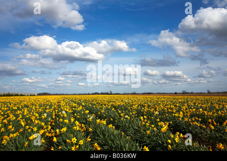 Bereich der Frühling Narzissen in der Landschaft Lincolnshire Stockfoto