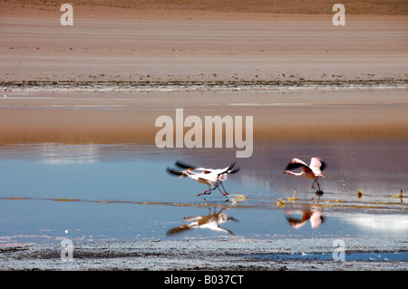 Flamingos Anden Flamingo Phoenicopterus Andinus Altiplano Bolivien Südamerika Stockfoto