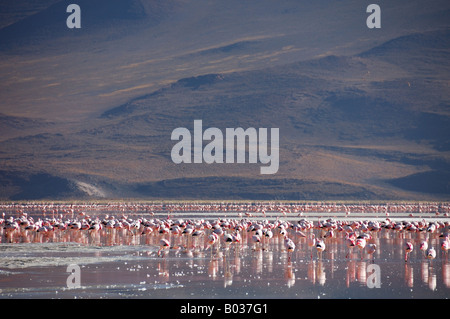 Anden Flamingo Phoenicopterus Andinus Laguna Colorada Altiplano Bolivien Südamerika Stockfoto