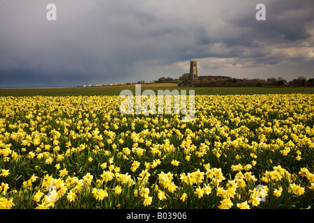 Bereich der Frühling Narzissen vor den traditionellen Feuerstein gebaut Happisburgh Kirche in der Norfolk-Landschaft Stockfoto