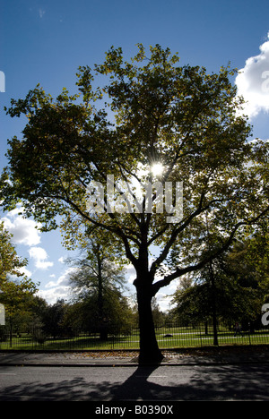 Baum vom Bürgersteig am Hyde Park in London, England, Vereinigtes Königreich, Europa. Stockfoto