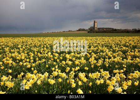 Bereich der Frühling Narzissen vor den traditionellen Feuerstein gebaut Happisburgh Kirche in der Norfolk-Landschaft Stockfoto