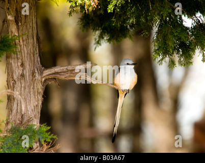 Eine Schere – Tailed Flycatcher, Tyrannus Forficatus, hockt in einer Zeder. Stockfoto