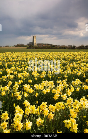 Bereich der Frühling Narzissen vor den traditionellen Feuerstein gebaut Happisburgh Kirche in der Norfolk-Landschaft Stockfoto