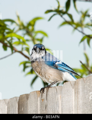 Ein Blue Jay, Cyanocitta Cristata, sitzt auf einem Zaun seine Federn nach einem Bad zu trocknen. Stockfoto