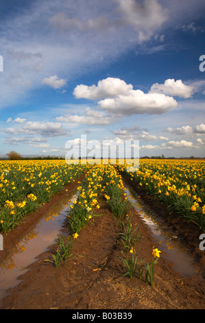 Bereich der Frühling Narzissen in der Landschaft Lincolnshire Stockfoto